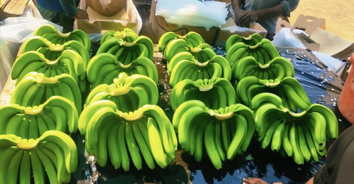 Industrywiz Daily updates