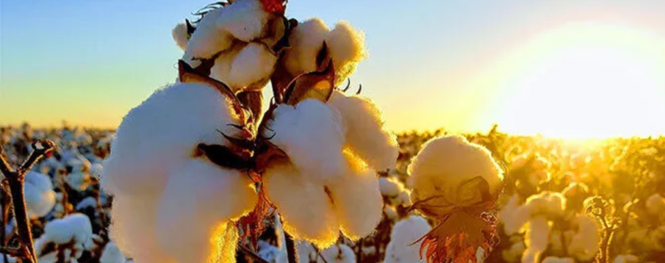 Industrywiz Daily updates